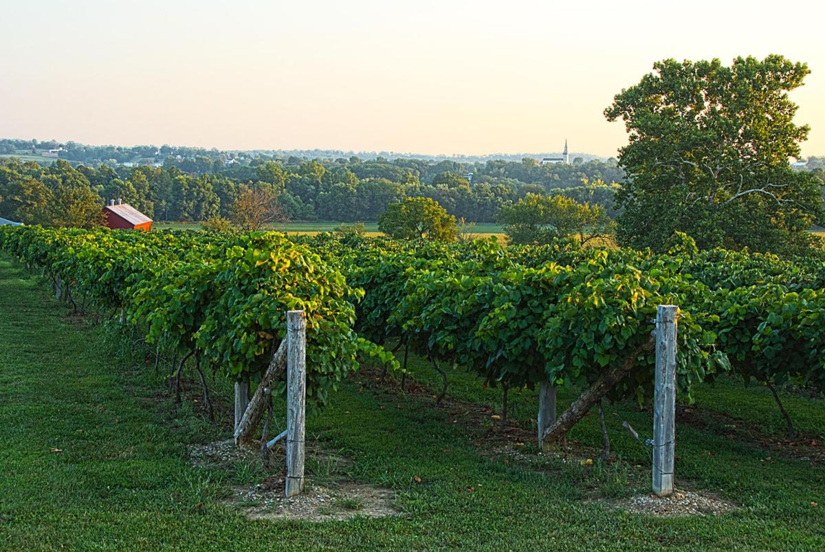 Learn How a Winemaker in Westphalia, Missouri, Revived Missouri