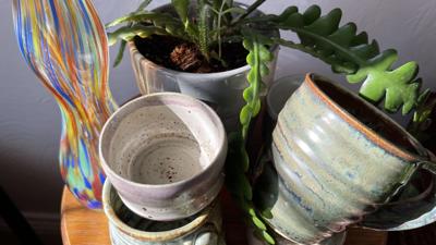 Pottery and plant