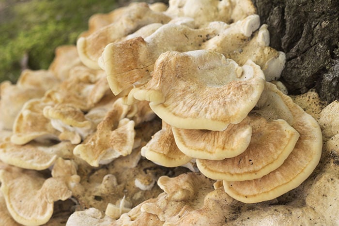 Foraging For Two Fall Favorites Oyster Mushrooms And Chicken Of The