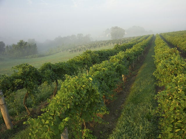Mount Pleasant Winery