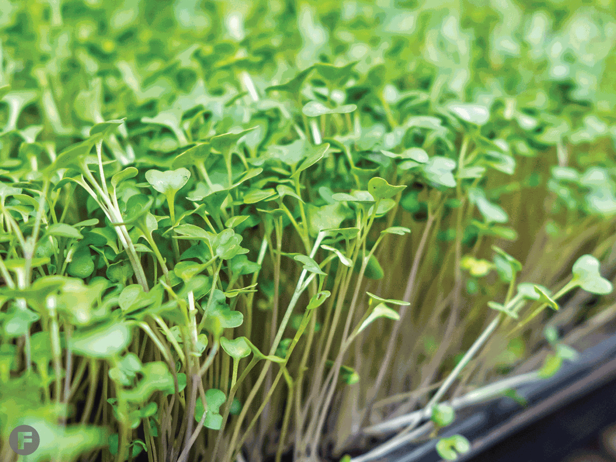 Broccoli Microgreens from Bee Simple City Farm