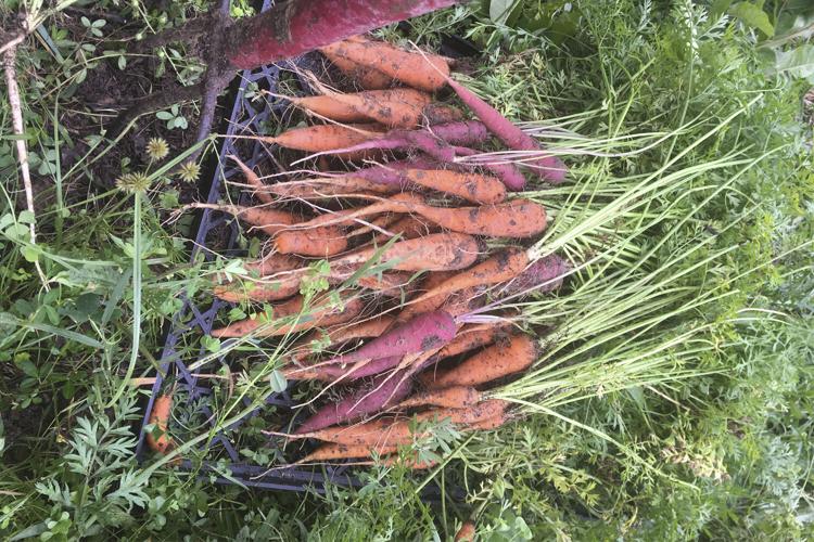 Rosy Buck Farm Carrots