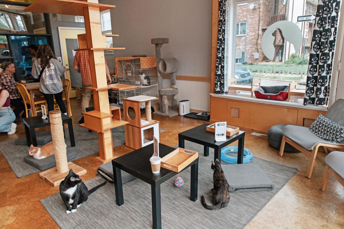 North County San Diego's Cat Cafe