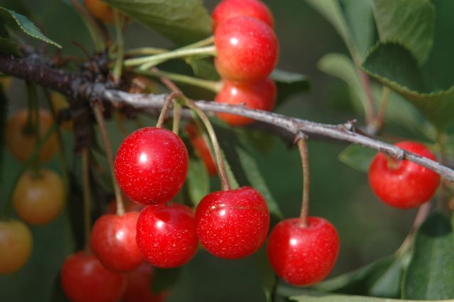 Travelogue Checking Out Door County S Cherry Season