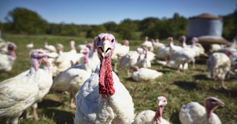 6 Places to Pre-Order Your Thanksgiving Dinner in St. Louis