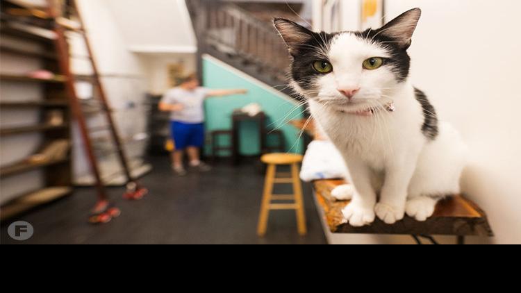 The Cheshire Cat Grin Cafe Brings Adoptable Cats Coffee Baked