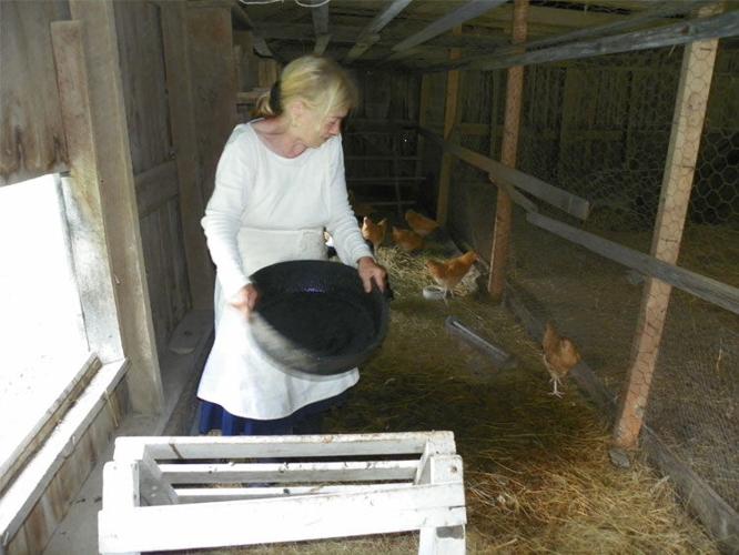 Jane Parres Chickens