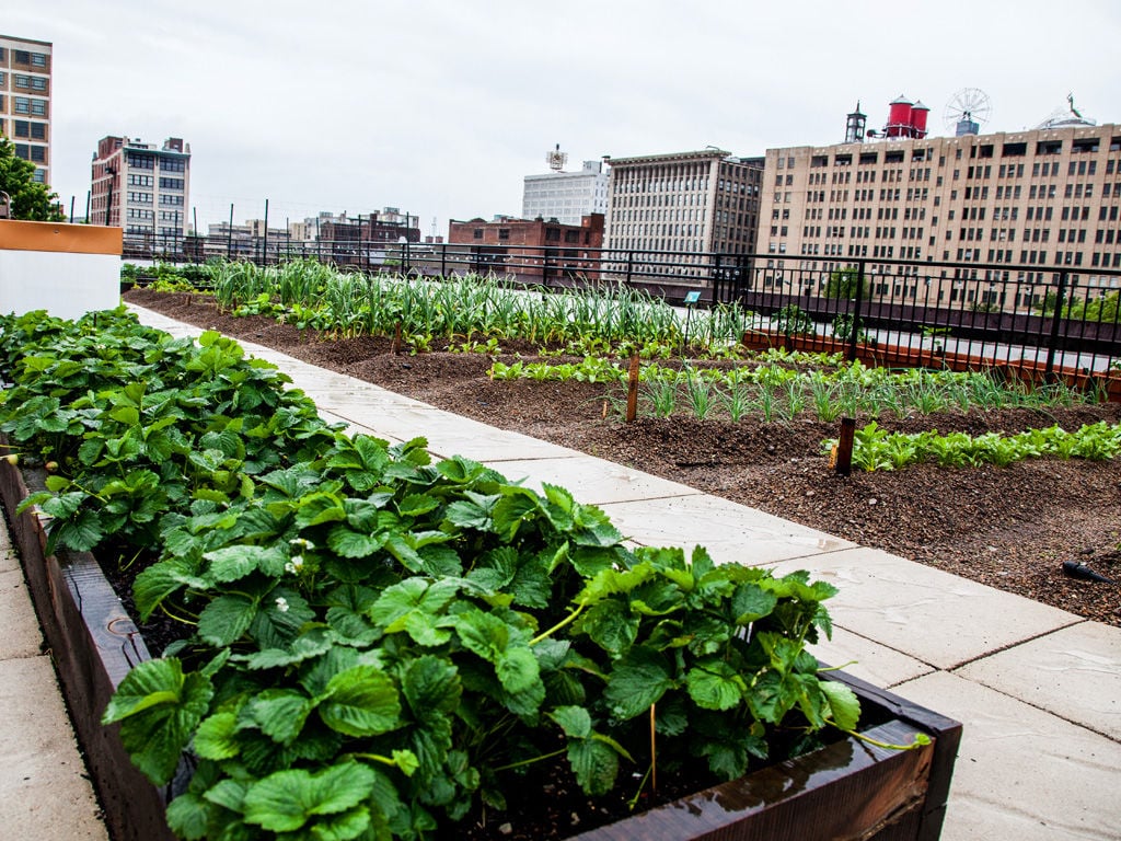 St Louis First Rooftop Farm Grows Food And Opportunity Downtown