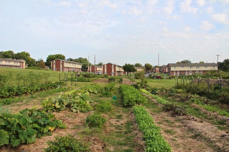 New Roots Urban Farm