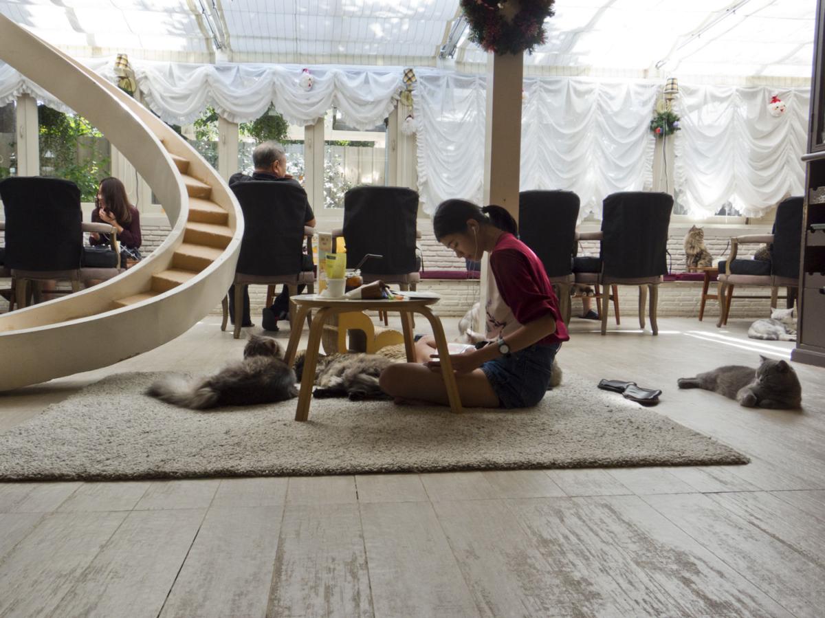 Mauhaus Cat Cafe And Lounge Coming To St Louis In 2016 The Feed