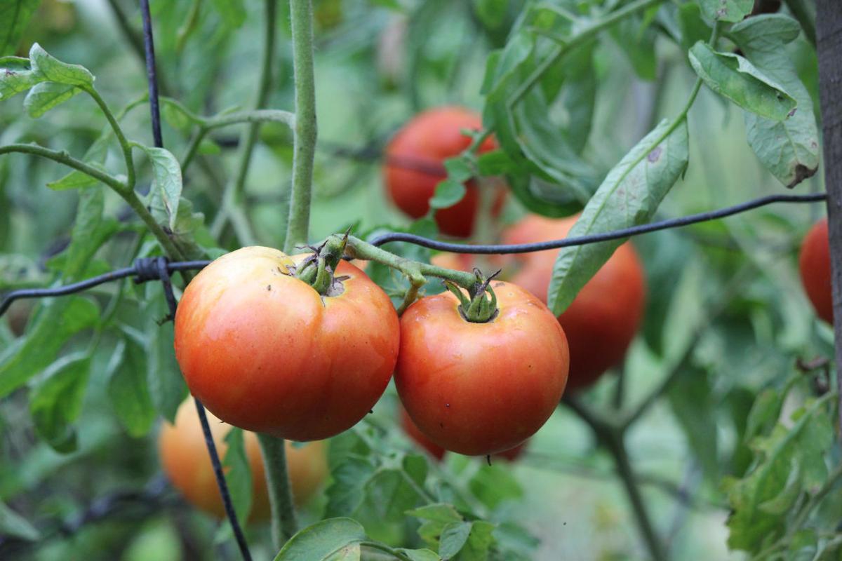 How One Columbia Gardener Hopes to Save a Rare Tomato Variety Mid