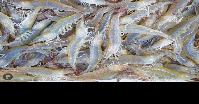  AQUACULTURE NURSERY FARMS Feeder Shrimp Live