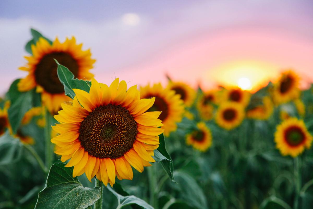 Sunflower field weekend events