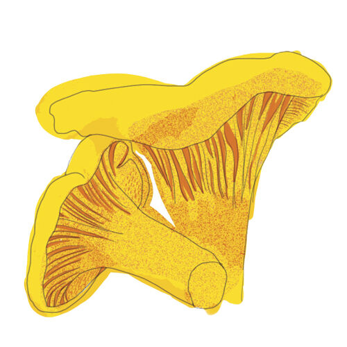 Crash Course Mushrooms Chanteralle