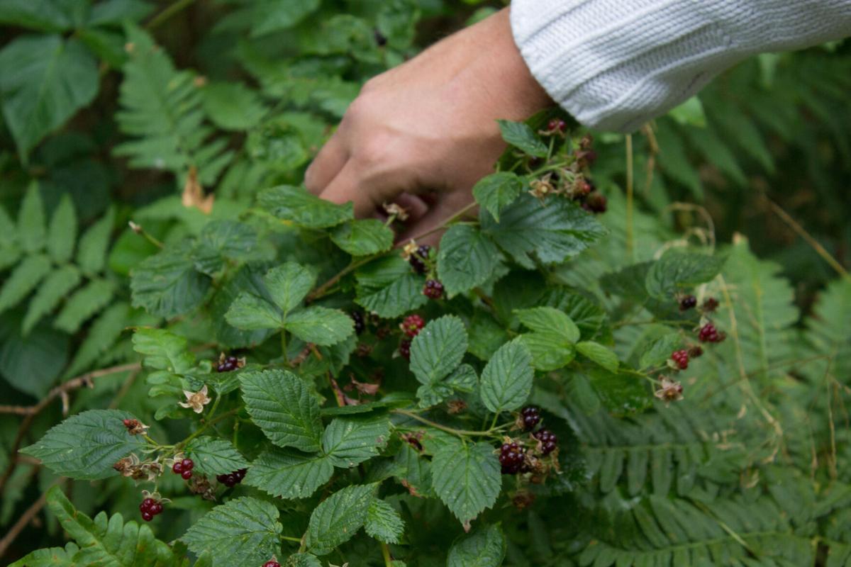 Weekend events foraging