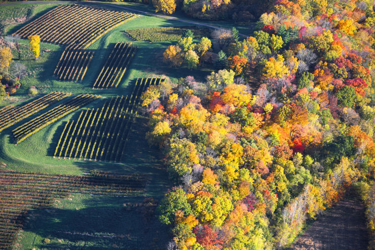 A History of Missouri Wine Features Feast Magazine