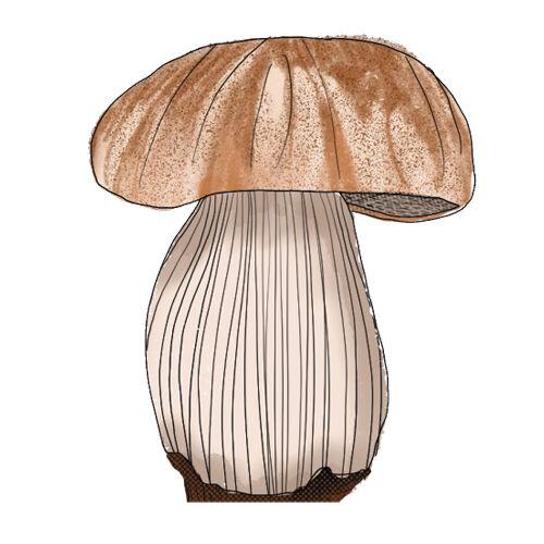 Are Mushrooms Really Mold? - The Cookful