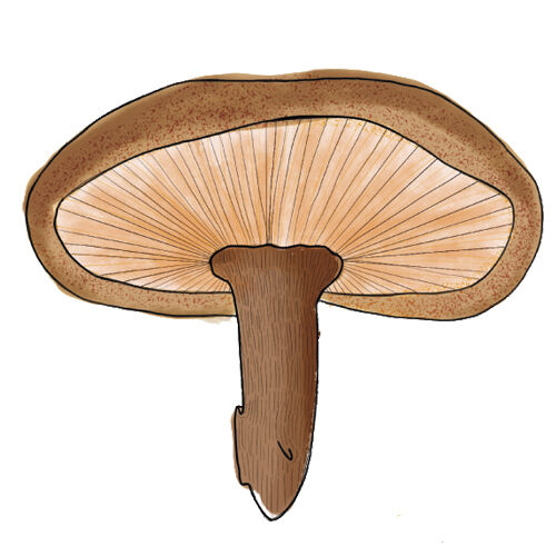 Crash Course Mushrooms Shitaki