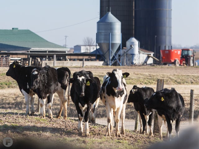 Small Dairy Farms Are Making Big 