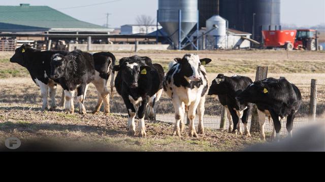 Small Dairy Farms Are Making Big Changes To Survive Features Feastmagazine Com