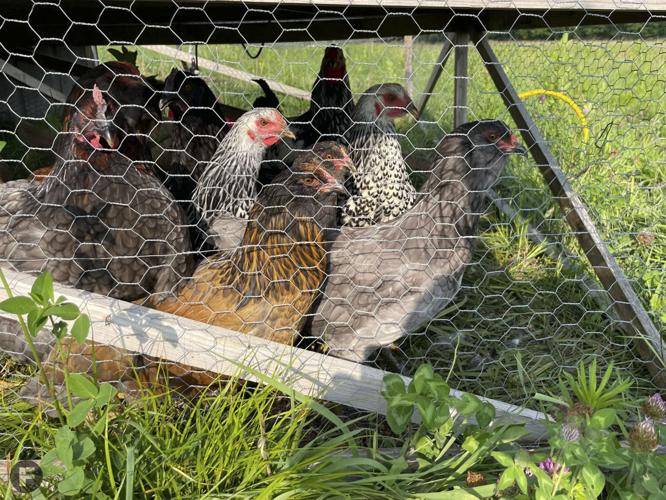 Five Mile Farms laying hens