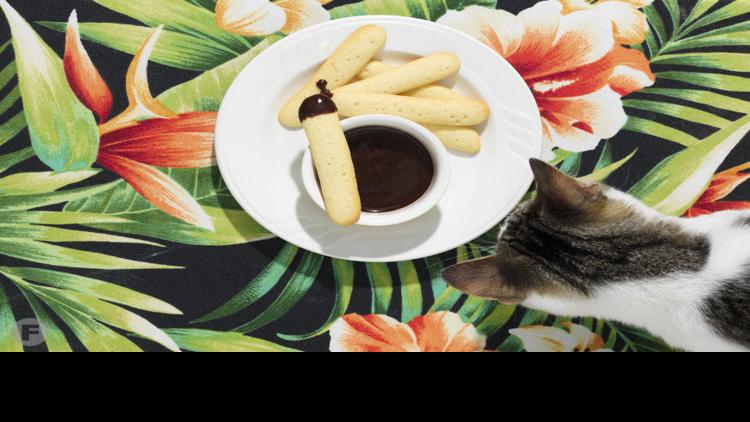 Columbia Missouri S First Cat Cafe Offers A Dose Of Feline Fun