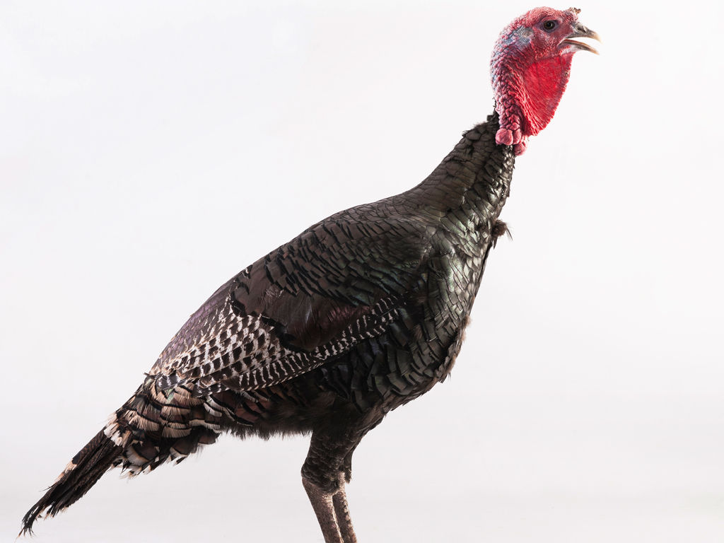 Frank reese turkeys