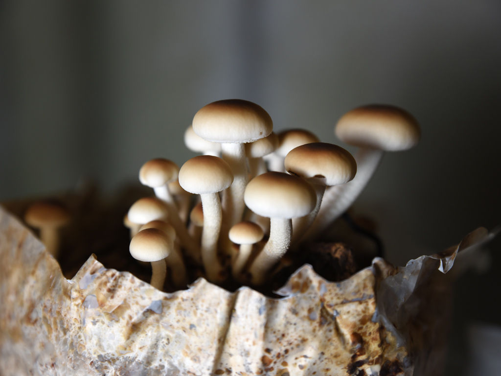 In Lawrence, Wakarusa Valley Farm Cultivates a Variety of Wild