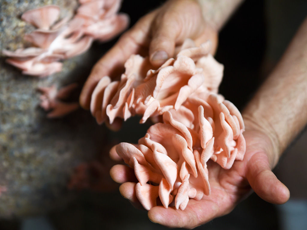 In Lawrence, Wakarusa Valley Farm Cultivates a Variety of Wild