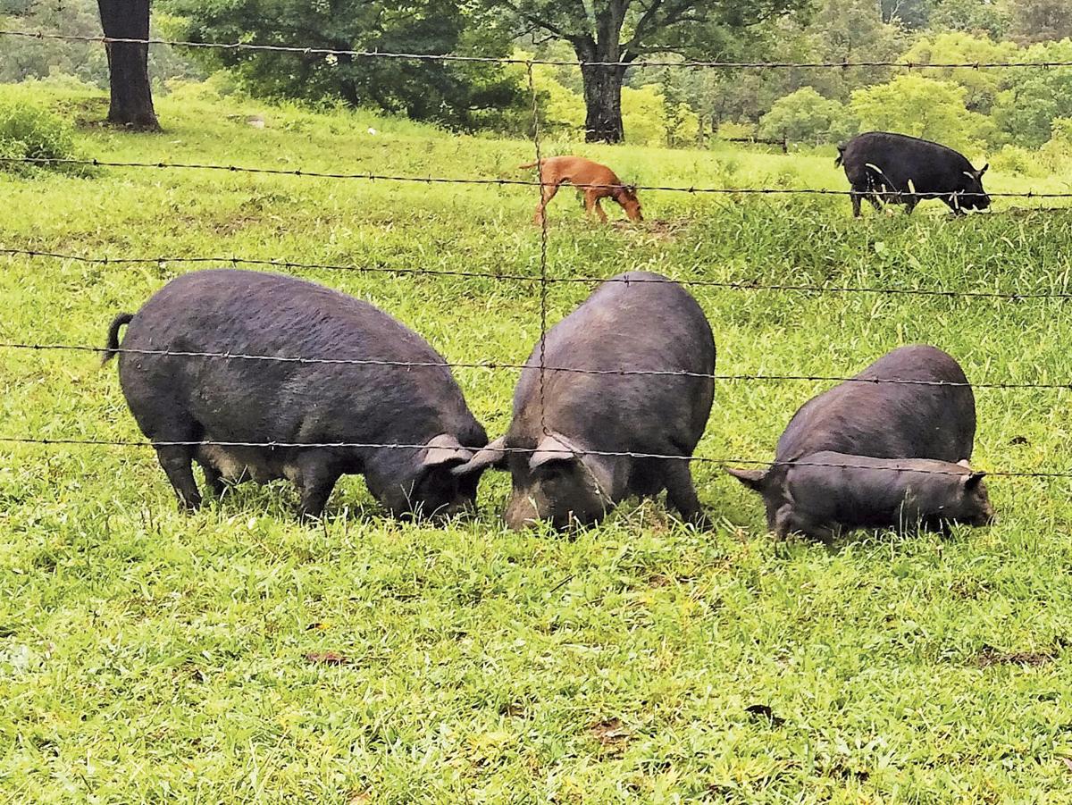 American Guinea Hogs