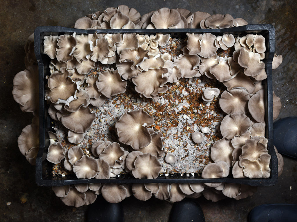 In Lawrence, Wakarusa Valley Farm Cultivates a Variety of Wild