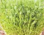 Pea