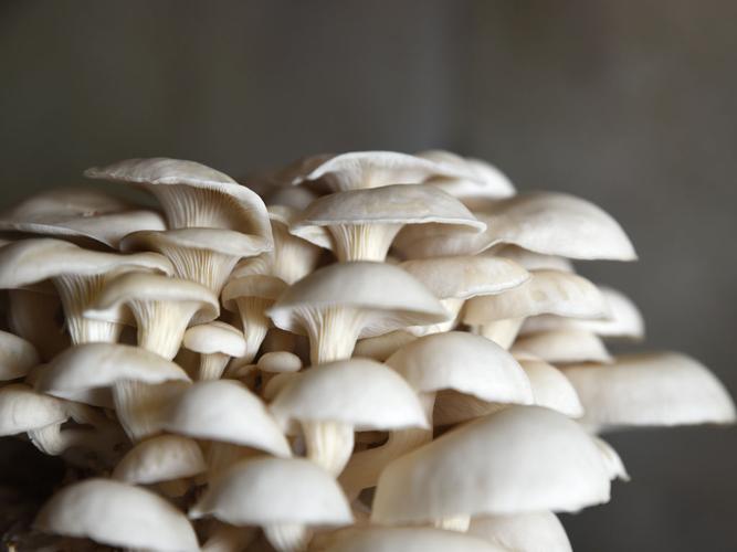 In Lawrence, Wakarusa Valley Farm Cultivates a Variety of Wild Mushrooms