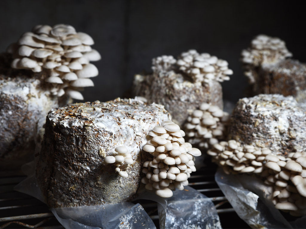 Wakarusa Valley Farm Omelet (RECIPE)