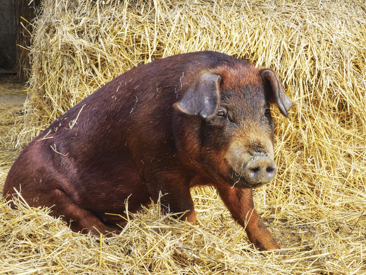 Duroc