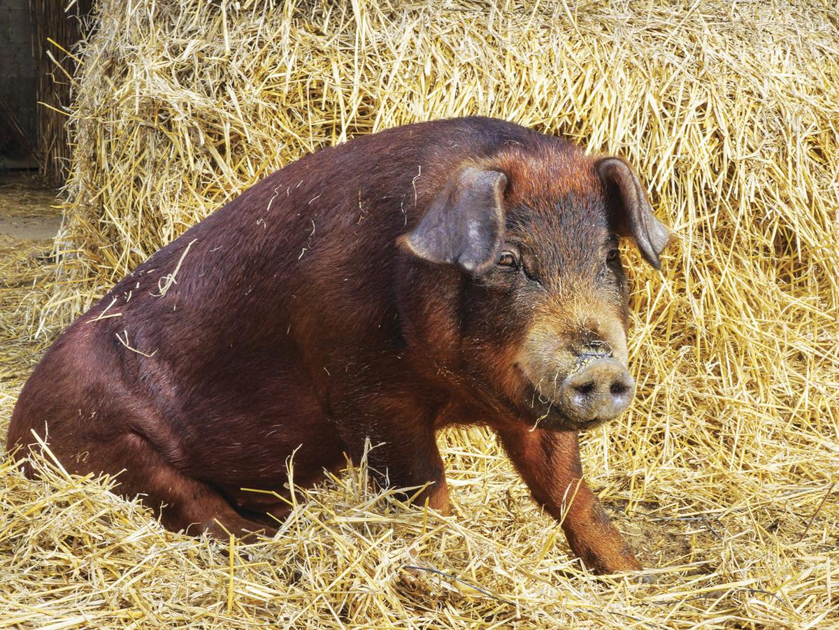 duroc pig