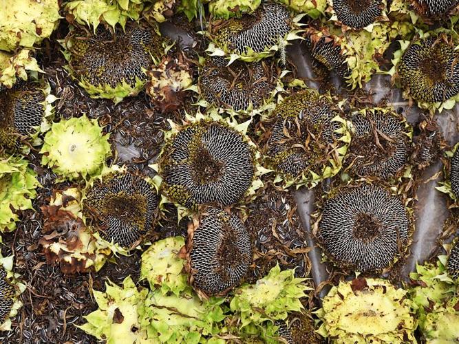 In Lawrence, Wakarusa Valley Farm Cultivates a Variety of Wild Mushrooms