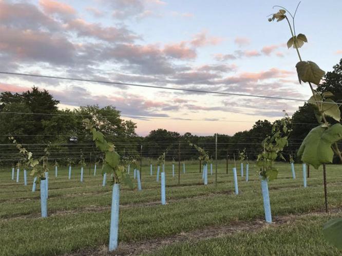 In Stover, Missouri, FamilyOwned Dale Hollow Winery Makes Wine with