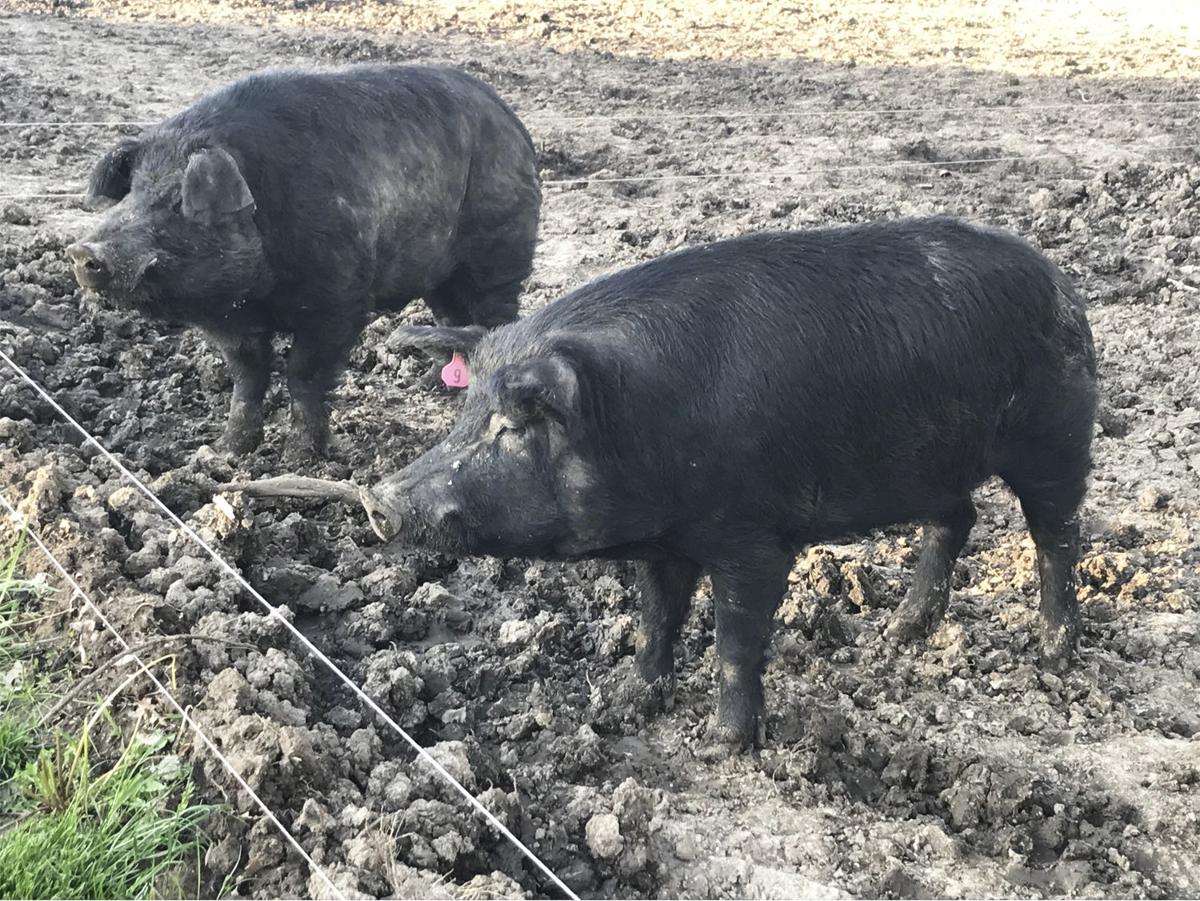 Mulefoot Hogs