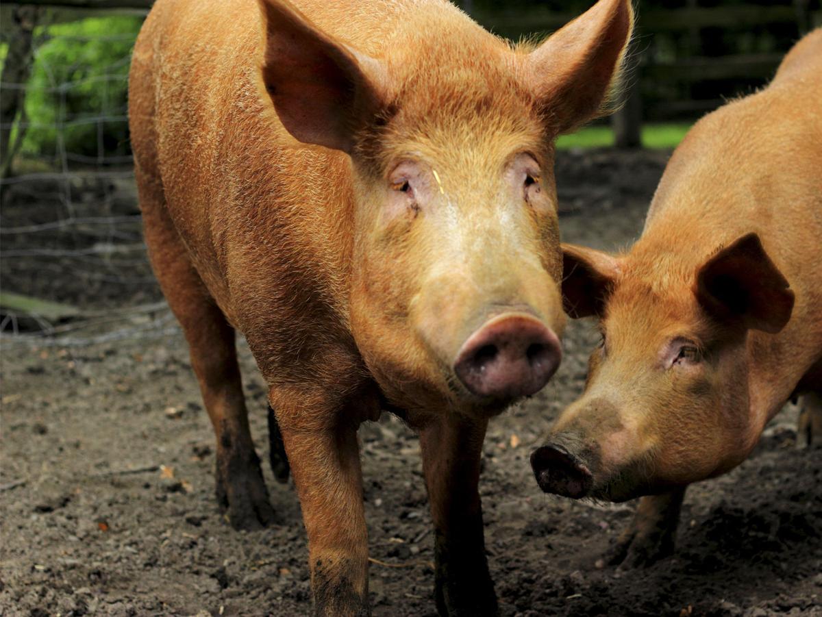 These 8 Local Farms Are Preserving Rare Heritage Hog Breeds Features