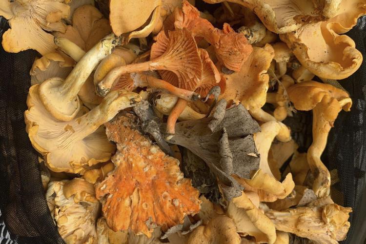 Mushrooms Naturally is growing highquality mushrooms for St. Louis