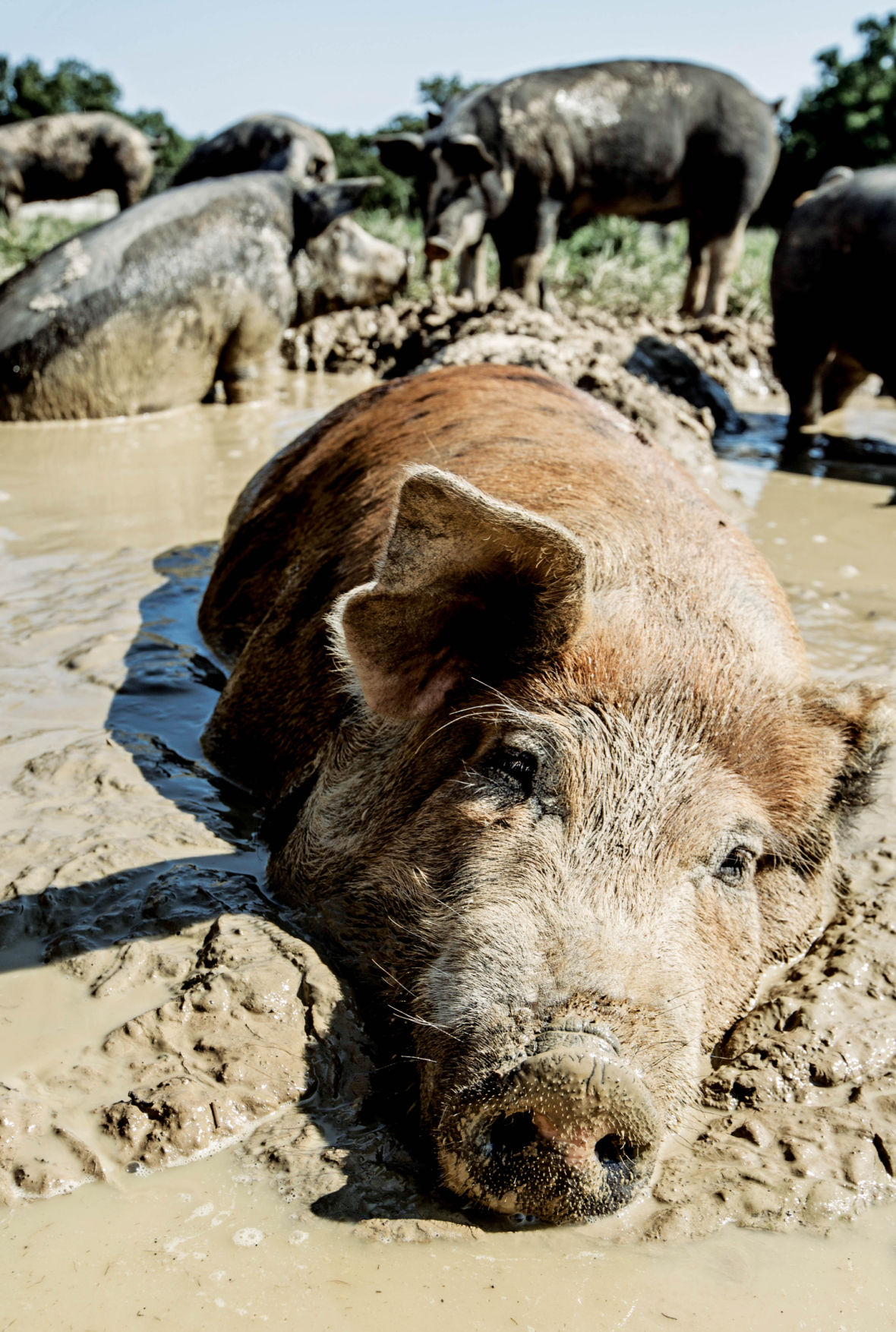 In Seymour, Circle B Ranch Is Going to the Pigs Features Feast Magazine