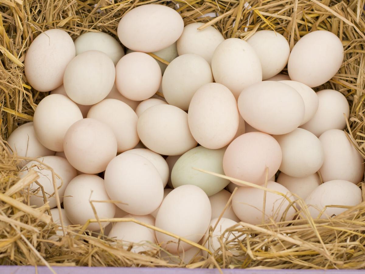 Duck Egg Roundup