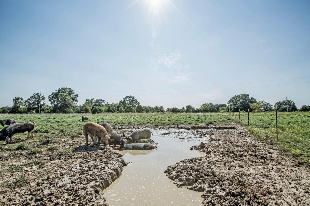 In Seymour, Circle B Ranch Is Going to the Pigs Features Feast Magazine