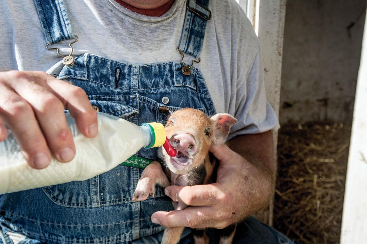 In Seymour, Circle B Ranch Is Going to the Pigs Features Feast Magazine