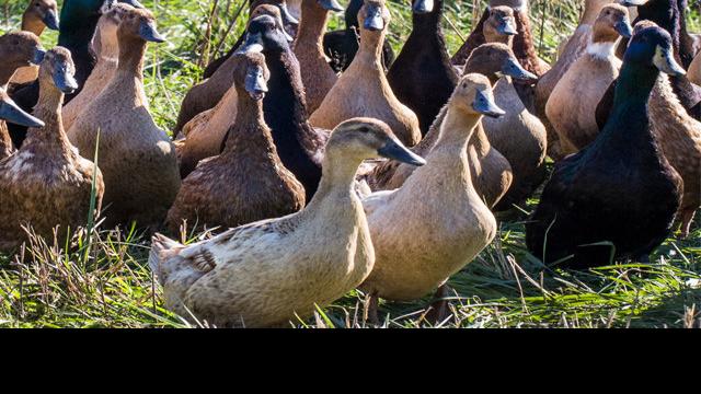 Just Outside Of Lawrence Kansas Honeydel Farm Produces Some Of The Best Duck In The Region Features Feastmagazine Com