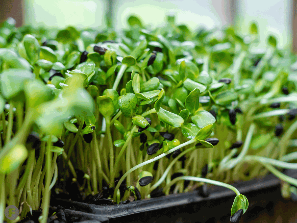 Sunflower Microgreens from Bee Simple City Farm
