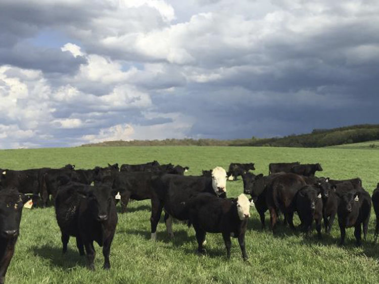 White Angus Ranch Brings Quality GrassFed Beef to South Central