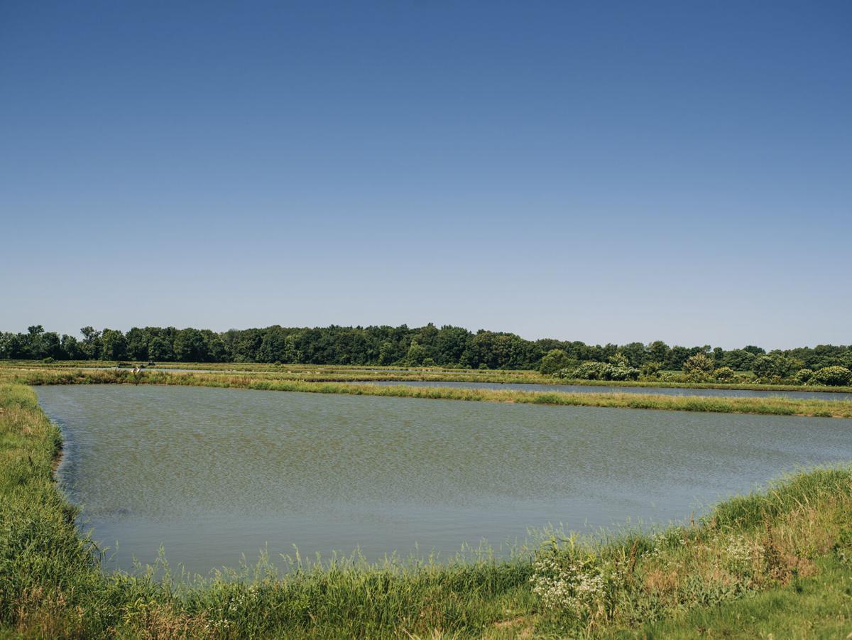 Kelly Flowers discusses fish farming in Southeast Missouri, image size:1200x901