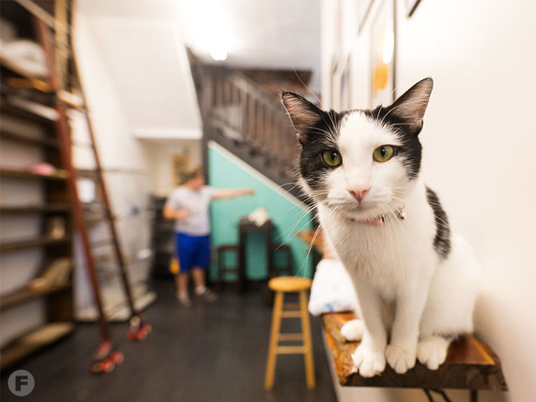 Take to the cafe where the most cats in some hundred thousand 🐈, MALI CAT  CAFE🥤, Gallery posted by เที่ยวTRIP🛩️